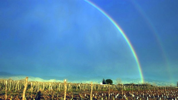 Simple pleasures ... a Mendoza vineyard.