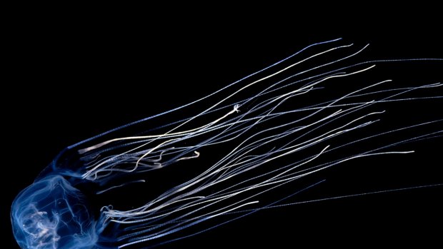 Box jellyfish stings can kill an adult in two or three minutes.