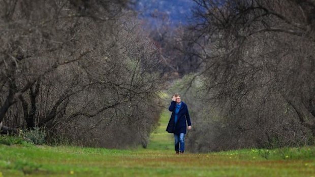 Deirdre Baum walks through her olive grove in Laharum. The trees are recovering after fires swept through the property.