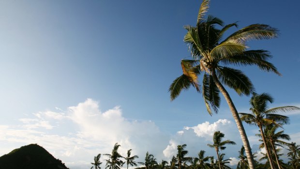 Coconut palms on the southern shores of Lombok, Indonesia. 