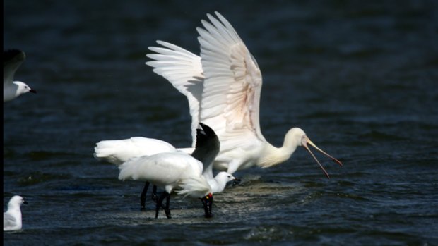 Migratory birds have been arriving in Werribee wetlands since September.