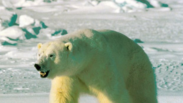 Harsh climate ... a polar bear on an ice floe in Alaska.