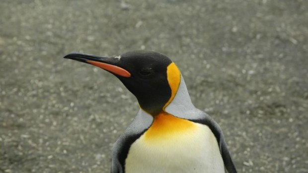 The king penguin population on Macquarie Island has made a remarkable comeback after being hunted to near-extinction.