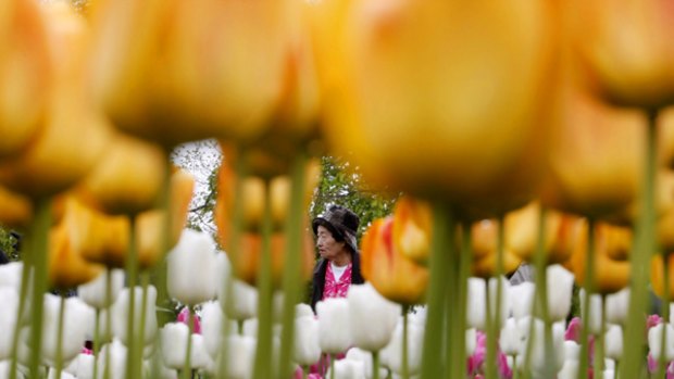 Still life ... a tourist enjoys the tulips of the Keukenhof.