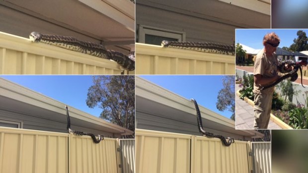 The python started on the fence, slithered up onto the roof and then was caught by The Snake Whisperer, Paul Kenyon.