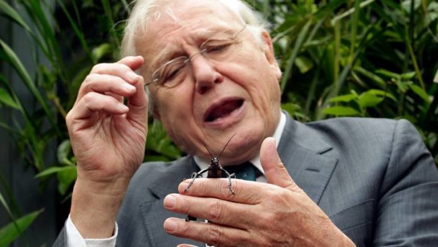 Sir David Attenborough was overjoyed to get up close and personal with a Lord Howe Island stick insect at Melbourne Zoo.