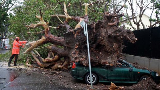 Uprooted: Trees were blown over, crushing cars and blocking roads.