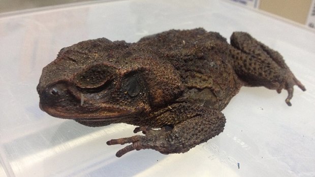 The dead cane toad was retrieved by authorities.