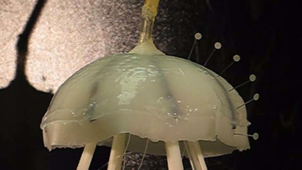 The robotic jellyfish gets its power from hydrogen gas, which is pumped in through a tube at the top of the bell.