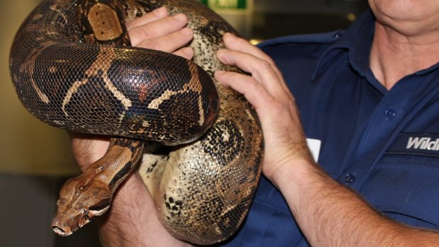 The female Boa found in Seaford is held by a wildlife officer.