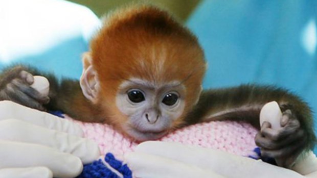 Elke, a five-day-old Francois Langur, makes her media debut at Taronga Zoo's Wildlife Hospital in Sydney.