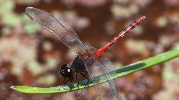 Harvey Perkins has taken more than 150 photos of dragonflies around the ACT for the Canberra Nature map.