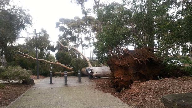 This tree brought down powerlines on Main Rd, Eltham.