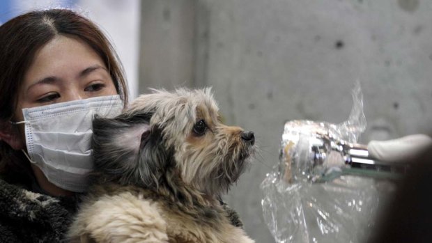 A woman holds her dog as they are scanned for radiation near  Fukushima Dai-ichi nuclear power plant.