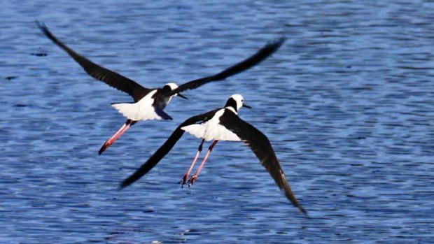 Banded stilts in flight.