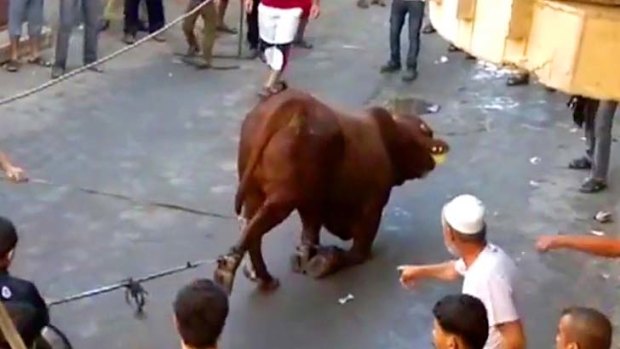 Footage of animal cruelty, apparently filmed by onlookers during the Festival of Sacrifice in Gaza in October.