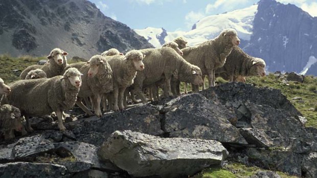Influence: The wool from these sheep on a New Zealand station can be tracked by the eventual buyer of the product through a "baacode".