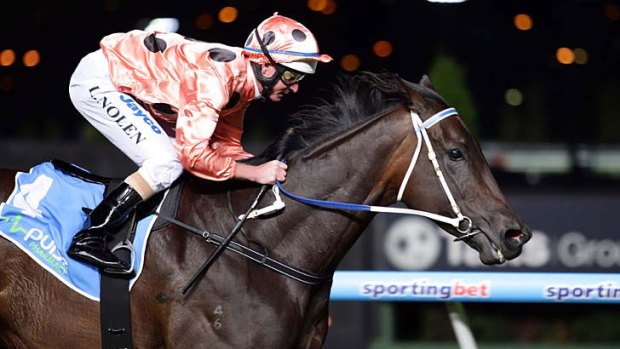 In great shape ... Black Caviar cruises to victory in the William Reid Stakes for jockey Luke Nolen.
