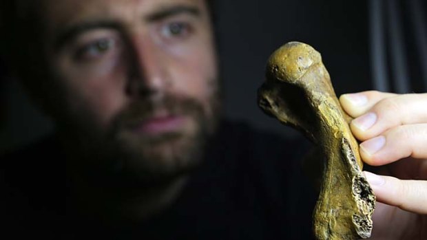 Ancient: Palaeontologist Erich Fitzgerald with the fossilised seal flipper bone discovered by amateur diver Ross Wilkie off a Melbourne beach.