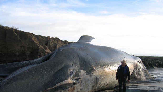 The carcass of a blue whale found on the New Zealand coast.