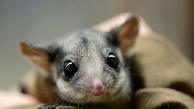 Possums could be included on the list of game meats to be sold for human consumption.