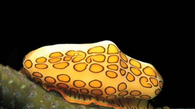 A flamingo tongue snail near Grand Cayman in the West Indies.