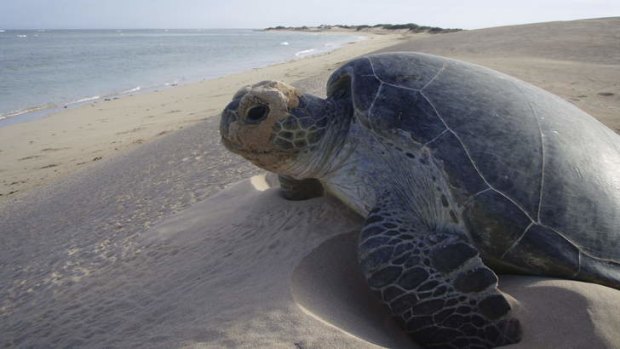 Circle of life ...  a mother turtle after nesting at Gnaraloo Station. Photos: Fleur Bainger