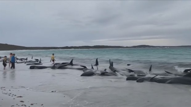 Dozens of whales dead after mass stranding in WA