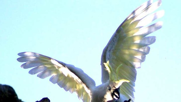 Taking off ... the number of sulphur crested cockatoos around Sydney is believed to be rising.