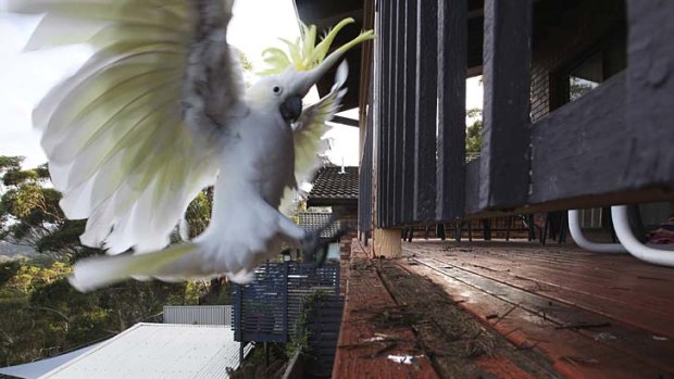 Cocky behaviour ...  a cockatoo prepares to feast on Peter Cross's verandah in Woronora.