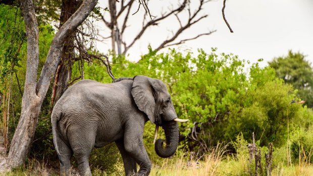 Botswana is home to almost a third of Africa's elephants. 
