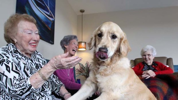 Dogs as therapy ... Madison with retirement village residents Joan Gard, Nell Palme and Isobel Winkelman.