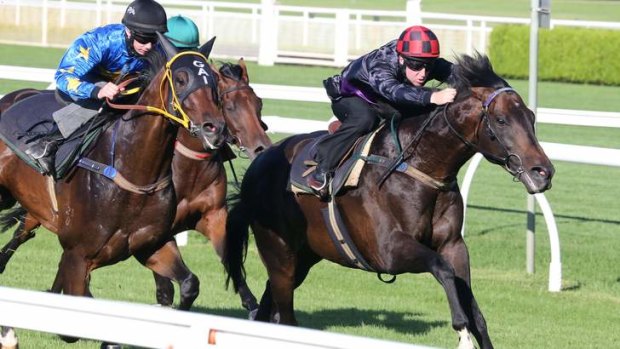 No done deal: Melbourne Cup winner Fiorente won't have it easy in the Ranvet Stakes, taking on It's A Dundeel and Hawkspur among others.