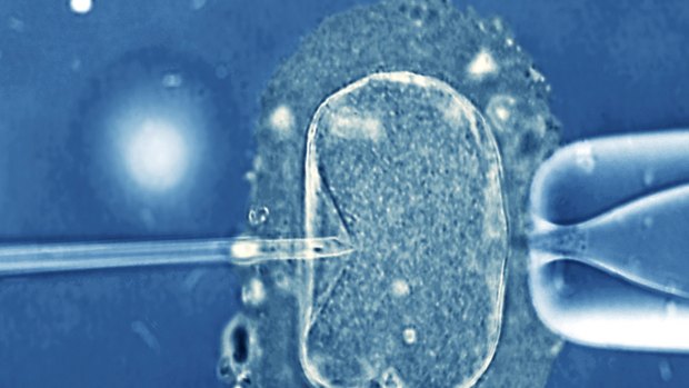 The poor quality of eggs in "older" women is now the single-biggest challenge facing fertility specialists around the world.