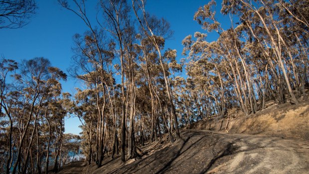 It took 34 days to bring the Wye River fire under control.