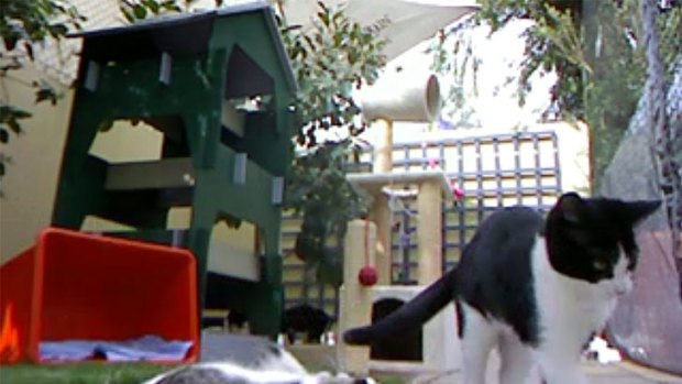 The Perth Cat Haven has reported a record-breaking number of cat and kitten adoptions for April, after the live streaming Kittycam became an online sensation.