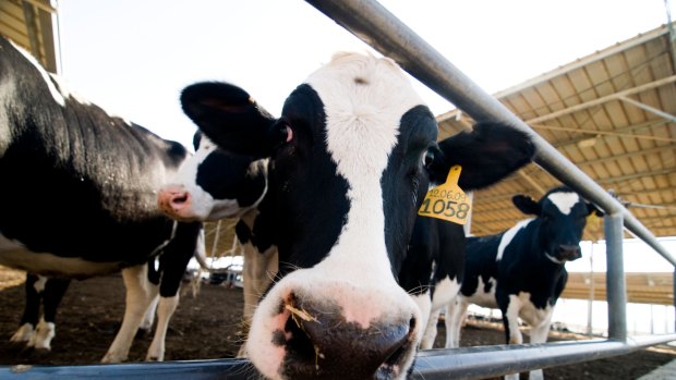 The cute end of a cow on an Israeli kibbutz dairy farm. The other end requires more caution.
