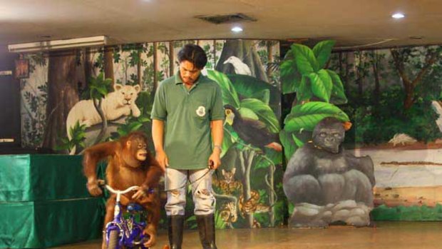 The only exercise this young orang-utan gets is performing for people. <i>Picture: Ben Doherty</i>