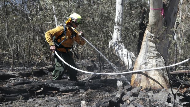 ACT Parks & Wildlife firefighter Ben Stevenson puts out embers in a tree trunk.