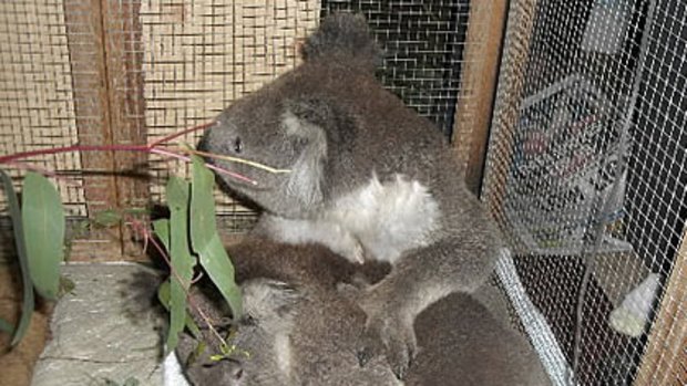 A koala named Bob, rescued from the deadly bushfires, puts his paw around new friend and fellow fire survivor Sam as she recovers from her burns at a wildlife centre near Melbourne.