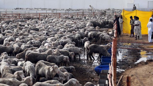 Pakistani labourers take care of Australian sheep at a farm in Bin Qaisim town, some 50 kilometres southwest of Karachi
