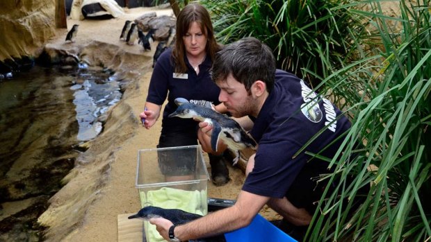 Sydney Aquarium aquarists Martin Garwood and Libby Eyre prepare the three baby penguins for their first weigh-in.