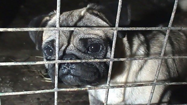 Behind bars ... one of the dogs at the alleged puppy farm.