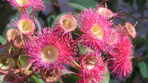 Flowering gums display summer colour.