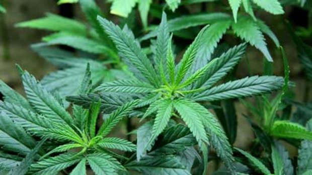 Marijuana...California to vote on its legalisation.
