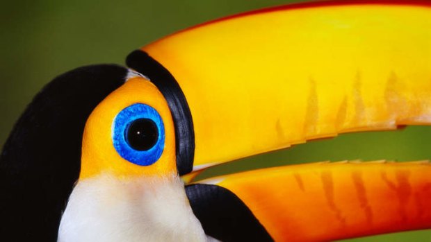 A toco toucan in the Pantanal.