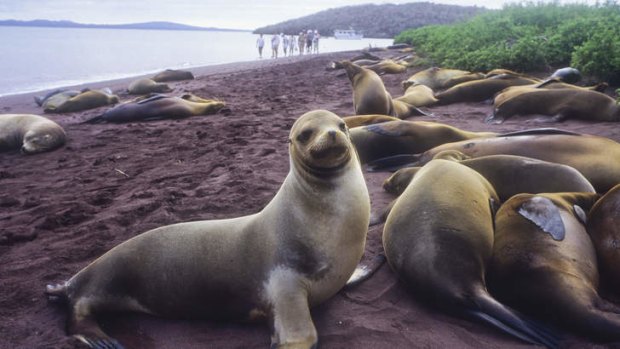 Sea lions pay little mind to visitors.