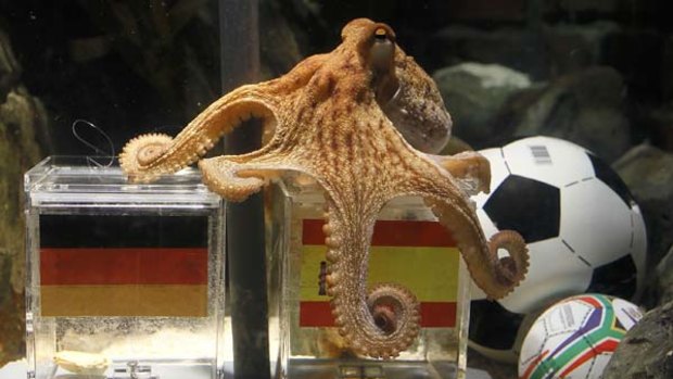 Paul the Octopus correctly predicts a Spanish victory over Germany during the World Cup in South Africa earlier this year.