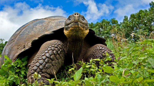 a Galapagos giant tortoise.