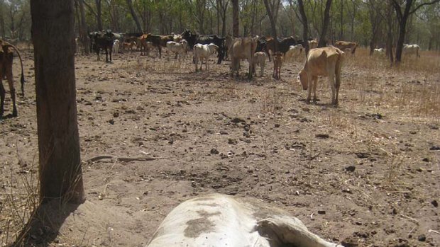 "Agonising death" ... a carcass at the Mataranka property.